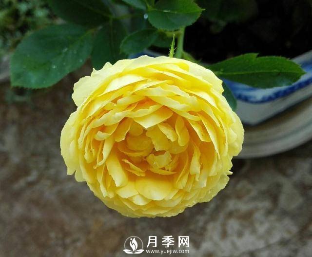養好月季看“條件”，具備這2個(gè)要求，葉綠開(kāi)花旺(圖1)
