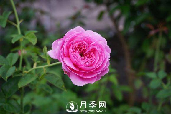 養月季花，這樣操作就會(huì )花開(kāi)不斷香飄滿(mǎn)園(圖2)