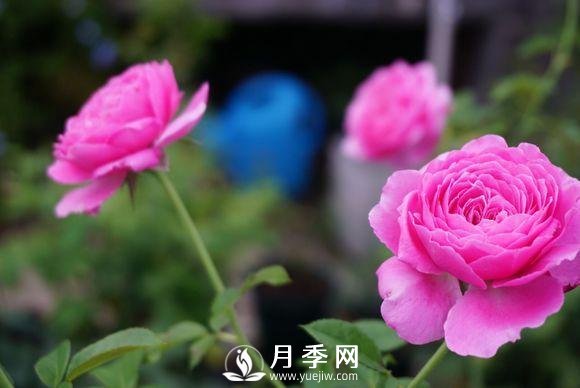 養月季花，這樣操作就會(huì )花開(kāi)不斷香飄滿(mǎn)園(圖3)