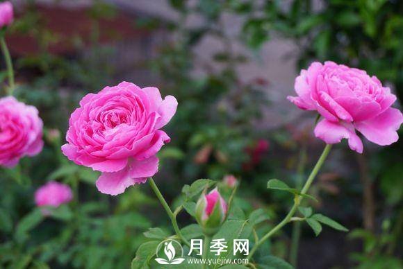 養月季花，這樣操作就會(huì )花開(kāi)不斷香飄滿(mǎn)園(圖1)