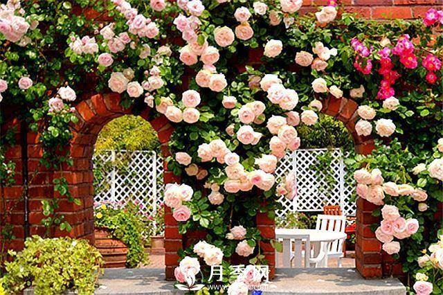 一年四季開(kāi)花不斷，花墻花柱造型任你塑造(圖3)