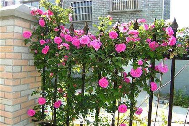 一年四季開(kāi)花不斷，花墻花柱造型任你塑造(圖1)