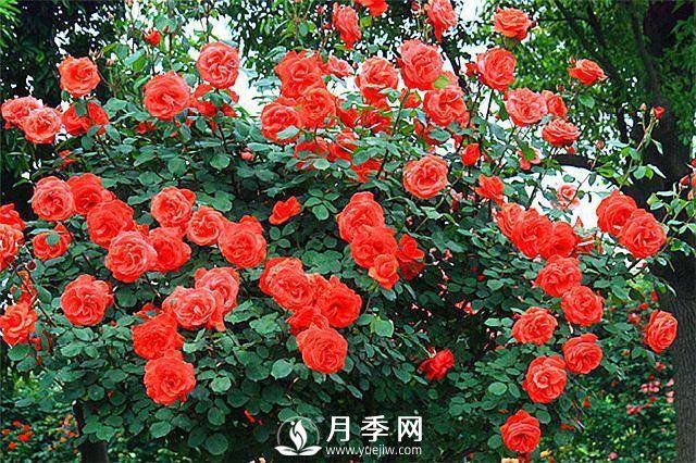 一年四季開(kāi)花不斷，花墻花柱造型任你塑造(圖5)