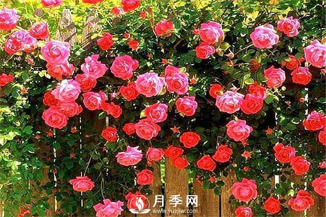 一年四季開(kāi)花不斷，花墻花柱造型任你塑造(圖4)