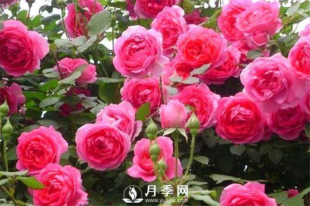 一年四季開(kāi)花不斷，花墻花柱造型任你塑造(圖6)