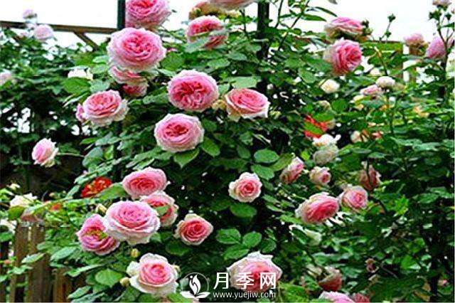 一年四季開(kāi)花不斷，花墻花柱造型任你塑造(圖2)