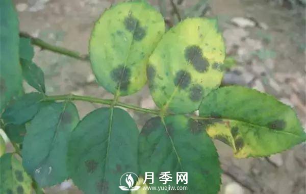 養護好月季花，這些蟲(chóng)害技巧你要知道(圖1)