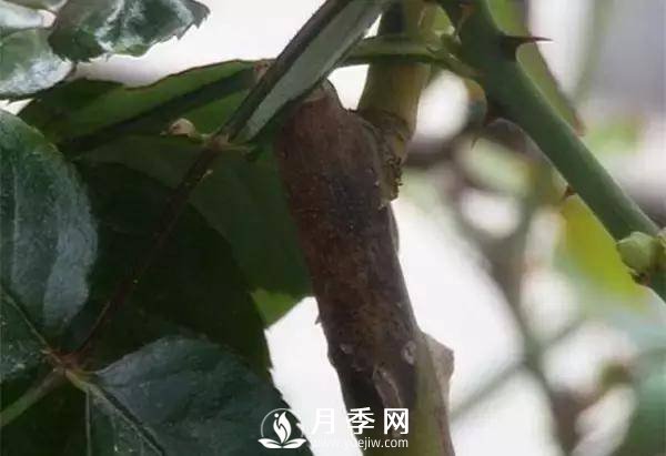 養護好月季花，這些蟲(chóng)害技巧你要知道(圖9)