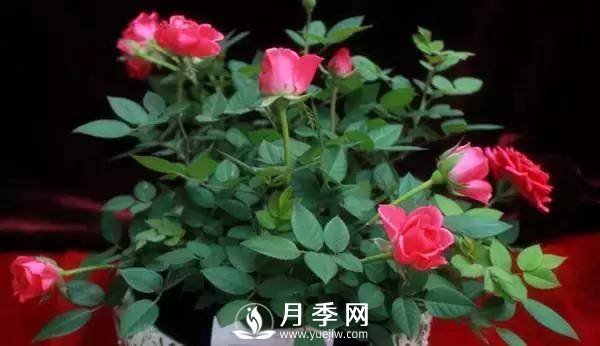 養護好月季花，這些蟲(chóng)害技巧你要知道(圖6)