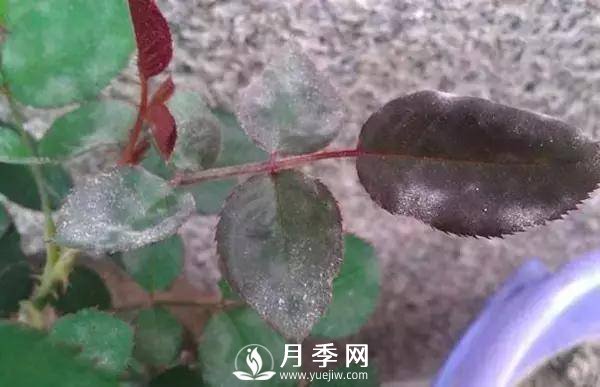 養護好月季花，這些蟲(chóng)害技巧你要知道(圖3)