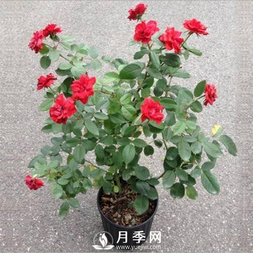 養護好月季花，這些蟲(chóng)害技巧你要知道(圖8)