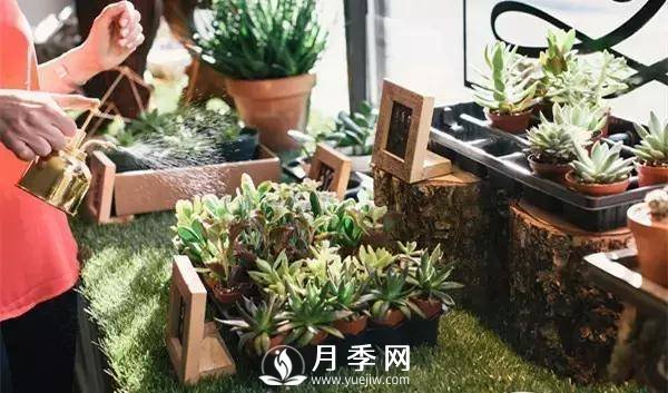 養護好月季花，這些蟲(chóng)害技巧你要知道(圖4)