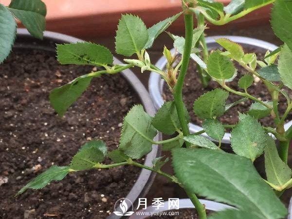 養護好月季花，這些蟲(chóng)害技巧你要知道(圖2)