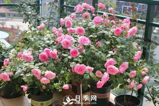 月季花謝以后，簡(jiǎn)單3步操作，20天冒花苞，30天開(kāi)爆盆(圖3)