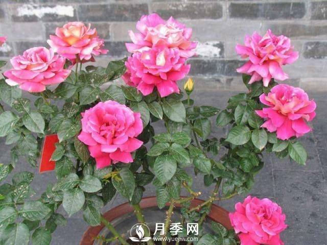 月季花謝以后，簡(jiǎn)單3步操作，20天冒花苞，30天開(kāi)爆盆(圖4)