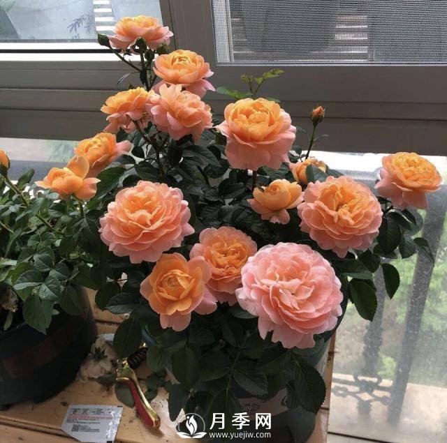 月季花謝以后，簡(jiǎn)單3步操作，20天冒花苞，30天開(kāi)爆盆(圖5)