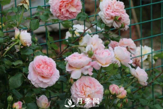 8種“至香”月季，被人稱(chēng)作是“貴族香”(圖2)