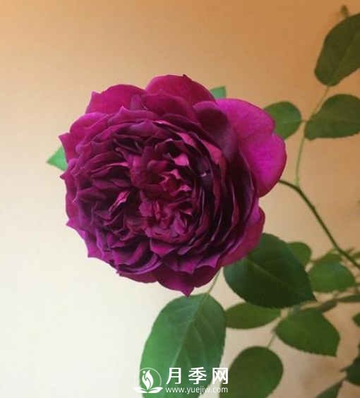 8種“至香”月季，被人稱(chēng)作是“貴族香”(圖7)