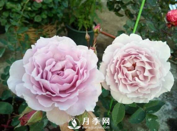 8種“至香”月季，被人稱(chēng)作是“貴族香”(圖4)