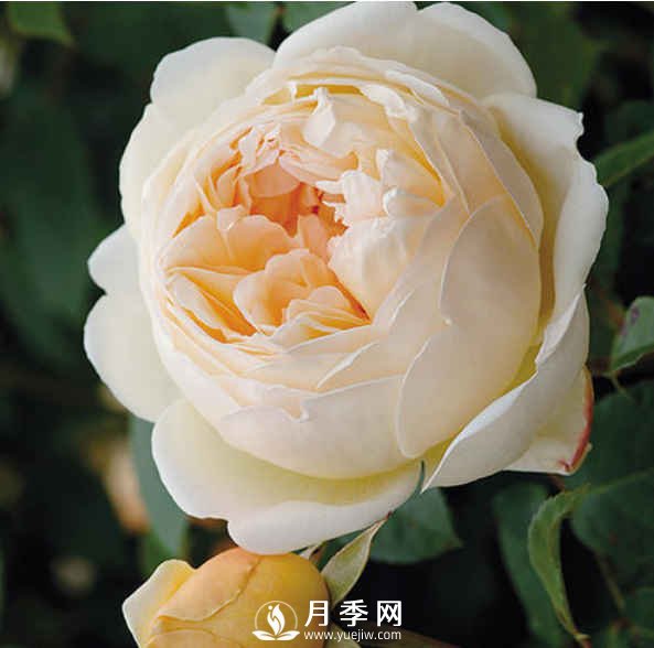 8種“至香”月季，被人稱(chēng)作是“貴族香”(圖5)