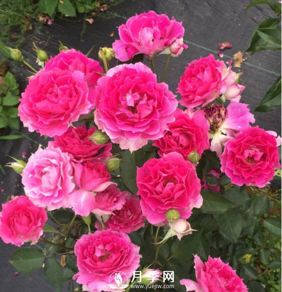 8種“至香”月季，被人稱(chēng)作是“貴族香”(圖6)