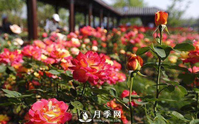 自己動(dòng)手學(xué)月季花剪枝，一步一步修，新手也能做得好(圖1)