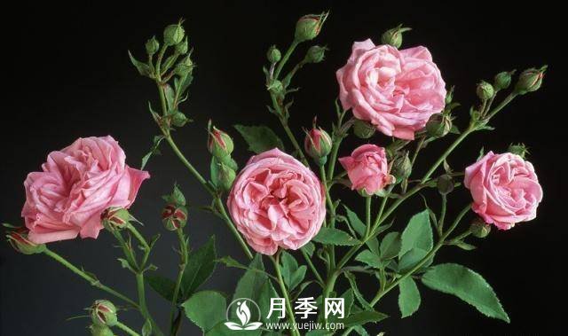 自己動(dòng)手學(xué)月季花剪枝，一步一步修，新手也能做得好(圖2)
