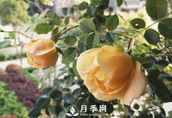 黃金慶典，艾莎，陽(yáng)臺黨必入月季品種，大美花型和香味(圖1)