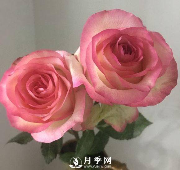 黃金慶典，艾莎，陽(yáng)臺黨必入月季品種，大美花型和香味(圖2)