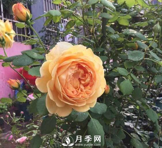 黃金慶典，艾莎，陽(yáng)臺黨必入月季品種，大美花型和香味(圖3)