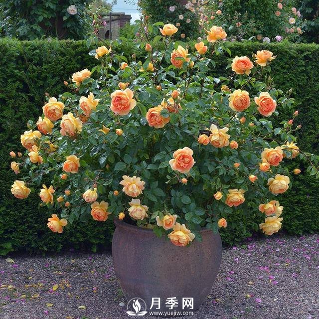 月季常年放在室外會(huì )死嗎？(圖1)