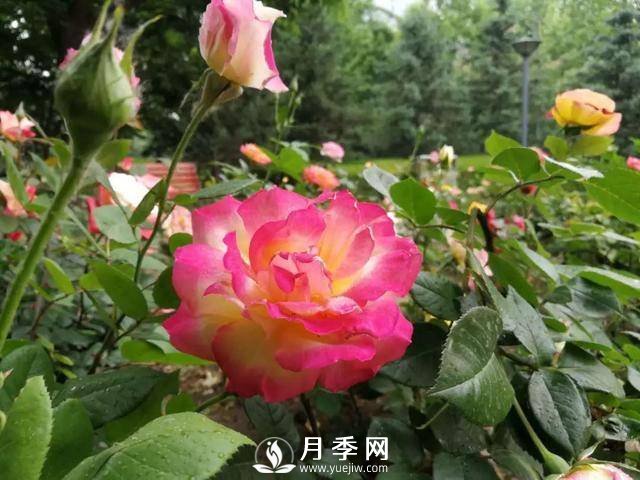 北京石景山 月季花開(kāi)惹人醉(圖1)