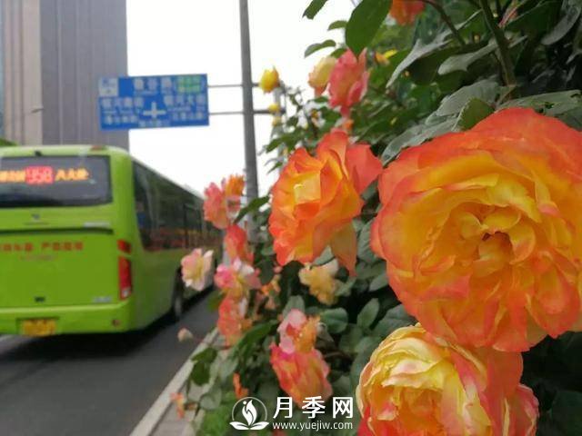 北京石景山 月季花開(kāi)惹人醉(圖5)