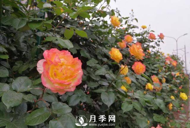 北京石景山 月季花開(kāi)惹人醉(圖7)