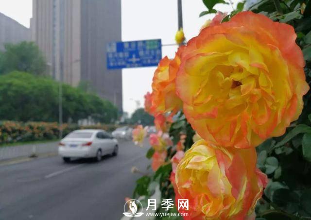 北京石景山 月季花開(kāi)惹人醉(圖3)