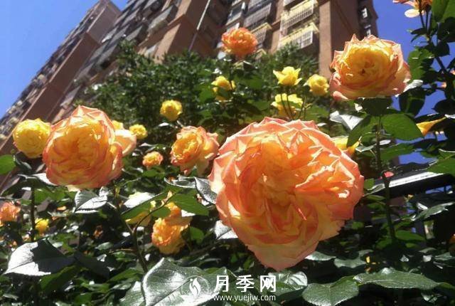 北京石景山 月季花開(kāi)惹人醉(圖4)