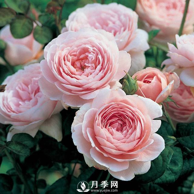  月季雨后超多紅蜘蛛 你就這樣解決！(圖1)
