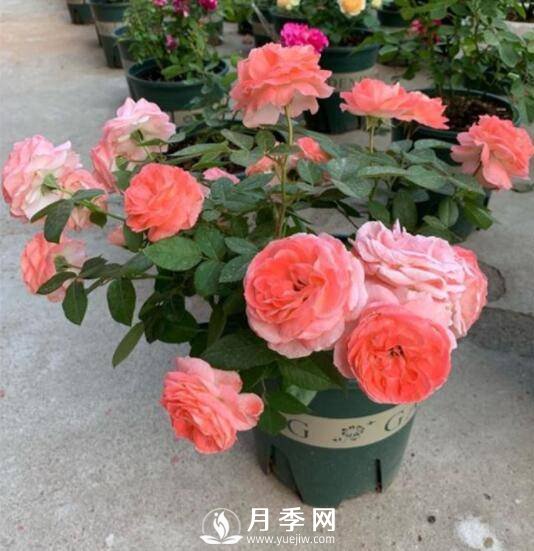 如何養護盆栽月季？施肥是關(guān)鍵(圖1)