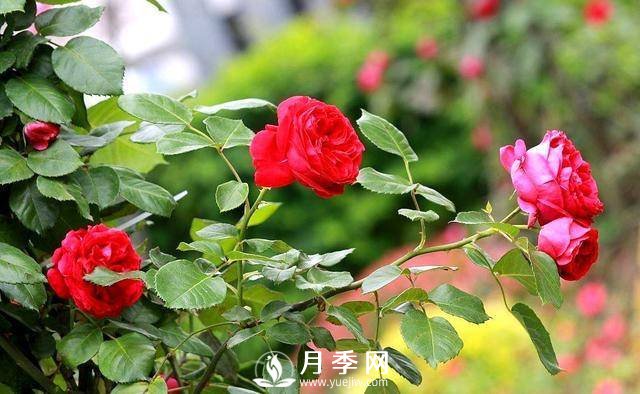 這位大爺太會(huì )養月季 枝多花艷(圖1)