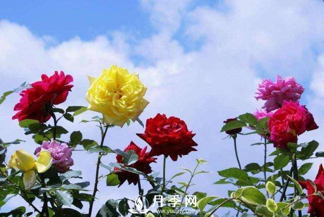 地栽月季換成盆栽，該怎樣養護(圖1)
