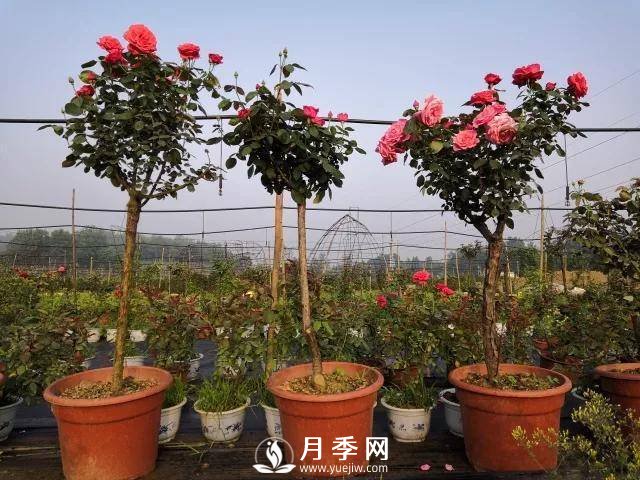 夏季月季日常管理，如何讓花開(kāi)不斷？(圖1)