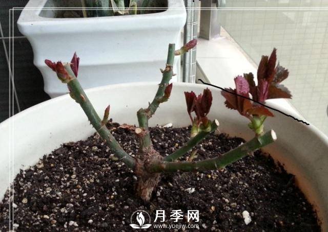 養月季盆栽，就用“5招”技巧，養護大半年，花開(kāi)艷麗！(圖1)