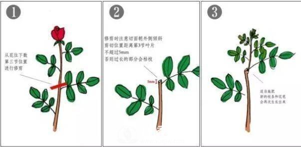 養月季盆栽，就用“5招”技巧，養護大半年，花開(kāi)艷麗！(圖3)