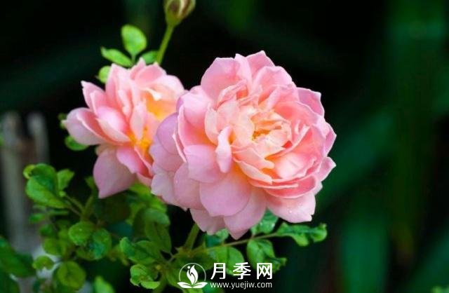 月季花**次修剪什么時(shí)候？修剪的目的是什么(圖1)