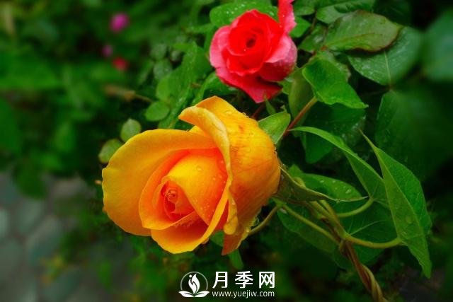 月季花**次修剪什么時(shí)候？修剪的目的是什么(圖2)