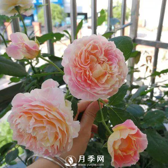 半米防盜窗養藤本月季，養成月季花園(圖9)