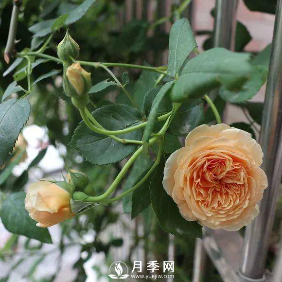 半米防盜窗養藤本月季，養成月季花園(圖4)