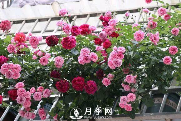 半米防盜窗養藤本月季，養成月季花園(圖1)