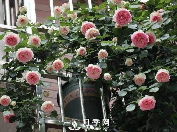 半米防盜窗養藤本月季，養成月季花園(圖2)