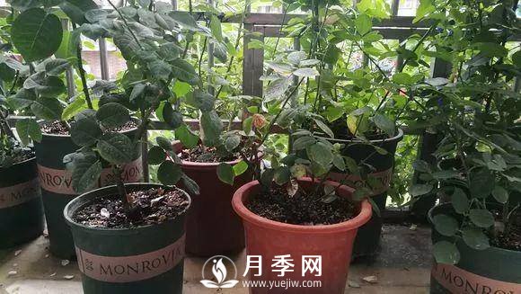 半米防盜窗養藤本月季，養成月季花園(圖12)